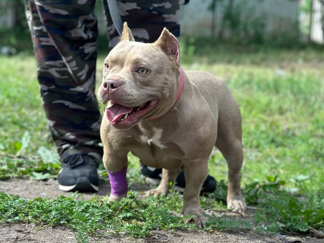 Minie Mouse. Питомник американских булли Bounty Pride Bully