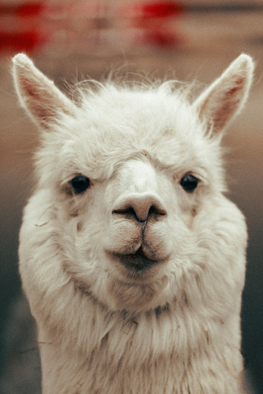 Ферма Альпак Владивосток. Oskar Dallas — professional photographer in Moscow