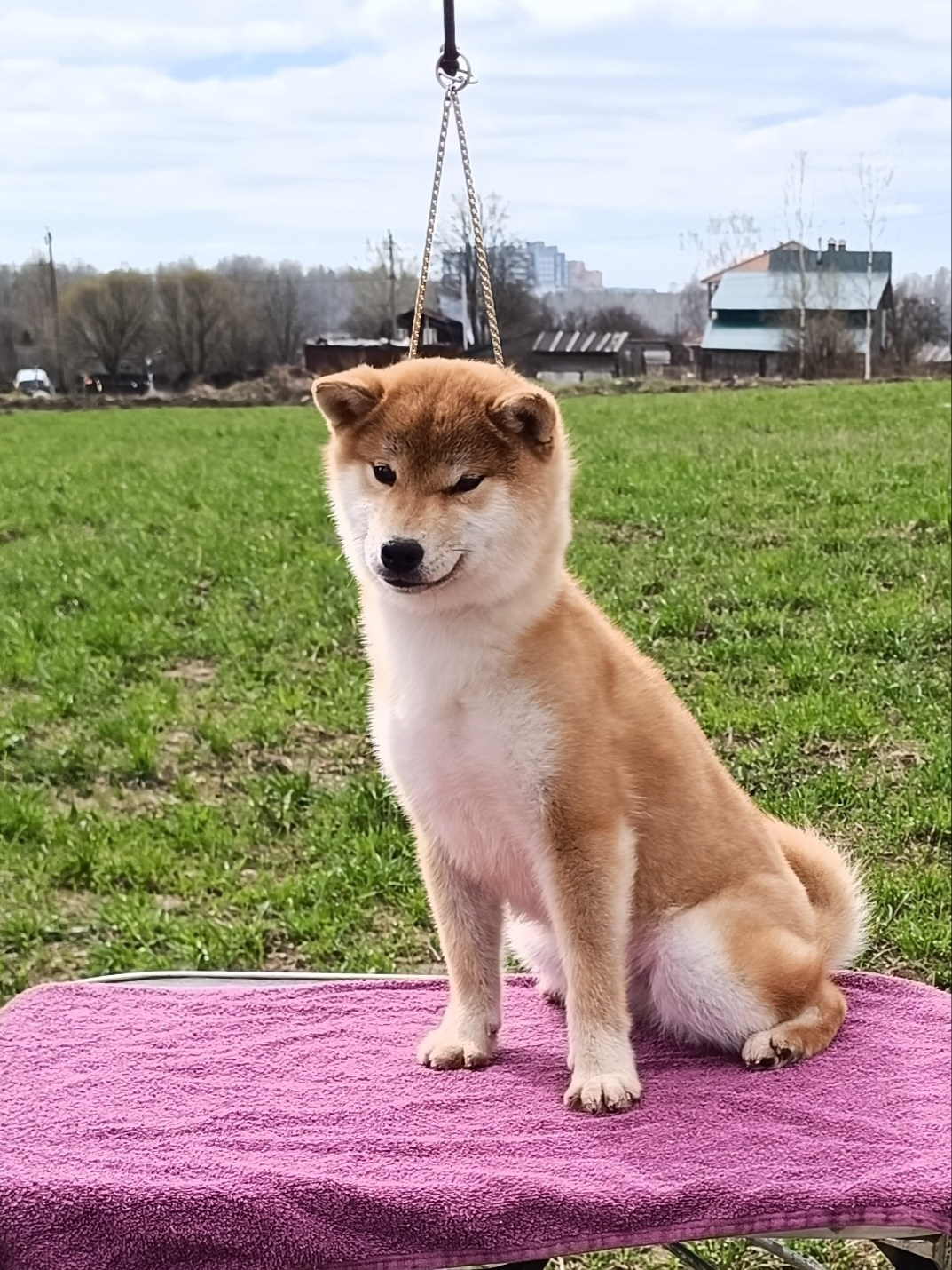 Rubylight Bella * Белла. Американская акита I Сиба ину I Питомник RUBYLIGHT