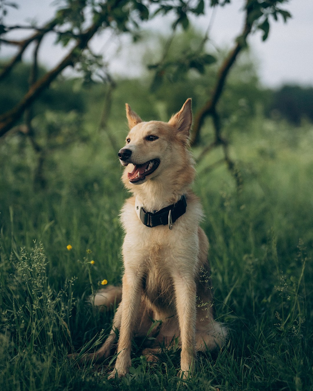 Соня и Кора. Фотограф анималист в Москве и Санкт-Петербурге Свиридова Анна