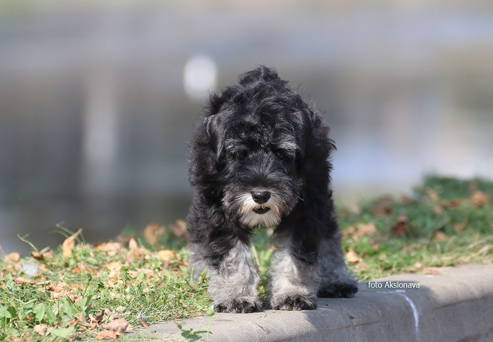 Питомник Делинсо Бэлэнс, щенки цвергшнауцера, купить щенка цвергшнауцера, питомник цвергшнауцеров, кобель цвергшнауцера для вязки, щенок цвергшнауцера, питомник цвергшнауцеров, черный с серебром, цверг, лучший питомник в беларуси