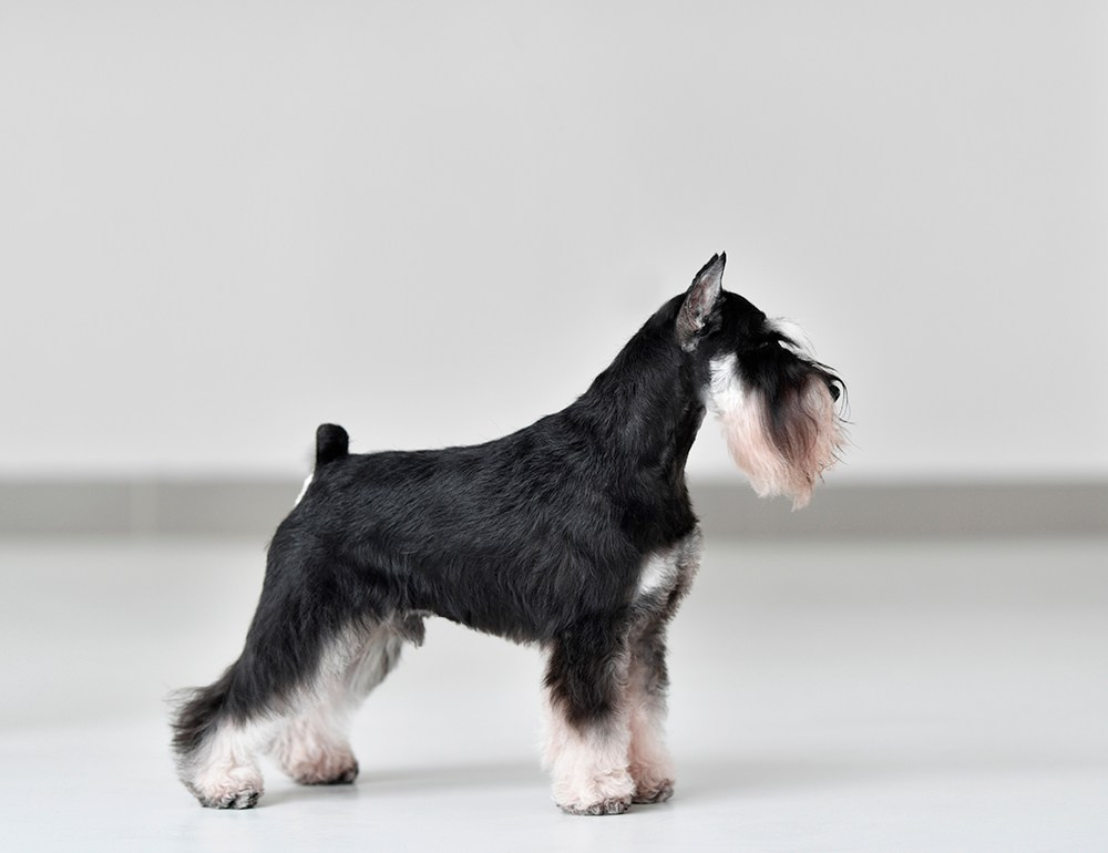 Оскар/Delinso Balance Zaffiro. Питомник цвергшнауцеров в Беларуси «Делинсо Бэлэнс»