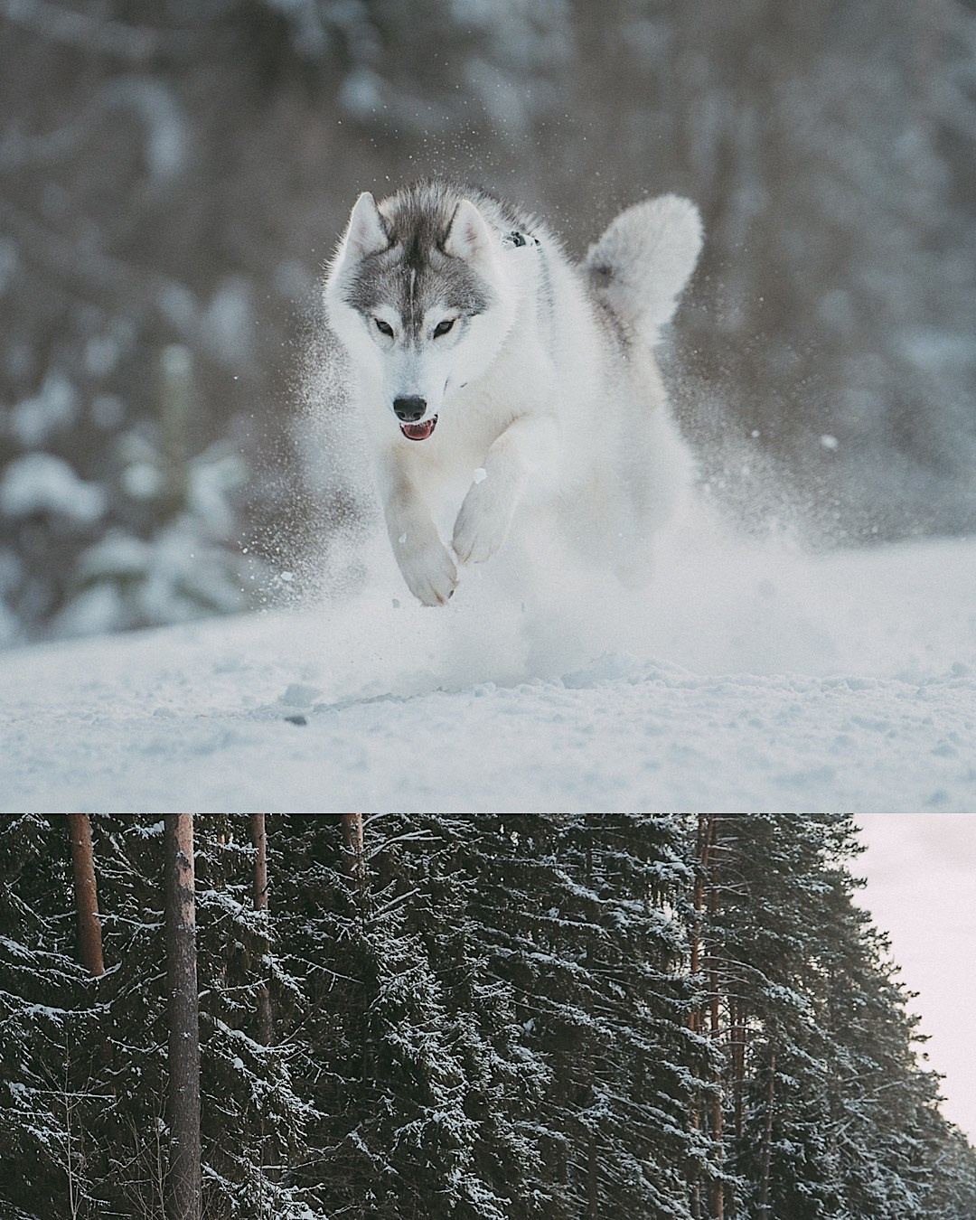 Полина, Уго и Пышка. Фотограф анималист в Москве и Санкт-Петербурге Свиридова Анна
