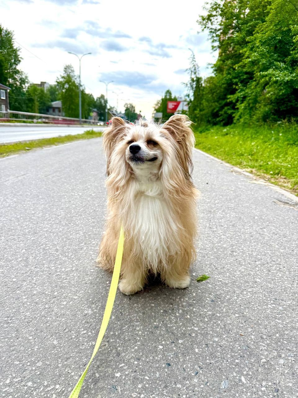 Poale Ell Veles. Chinese Crested Dog Kennel Poale Ell