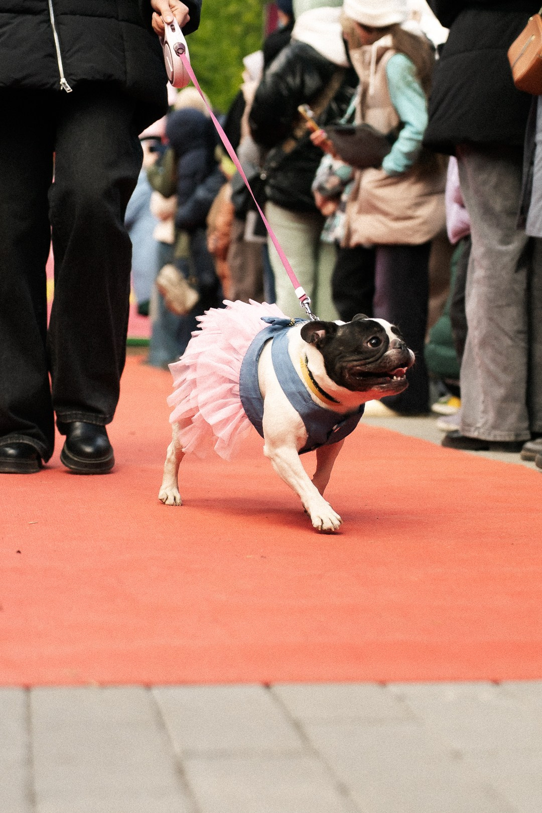 Парад Бульдогов. Axenov_eugene