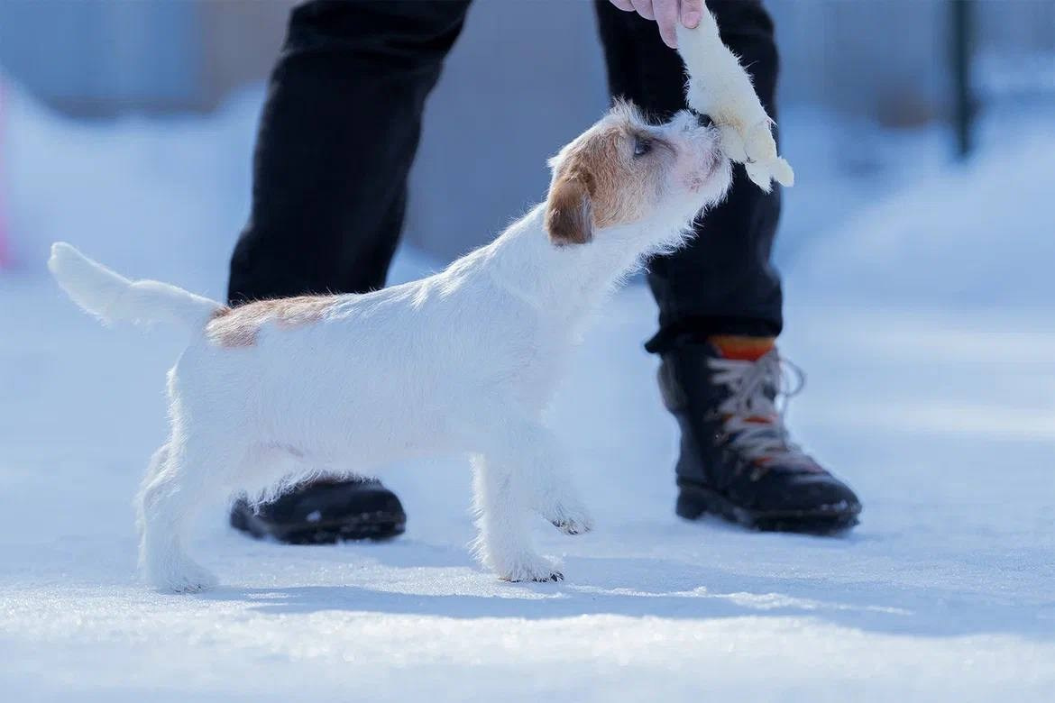Сука 4. Lovely-Orange питомник джек рассел терьеров