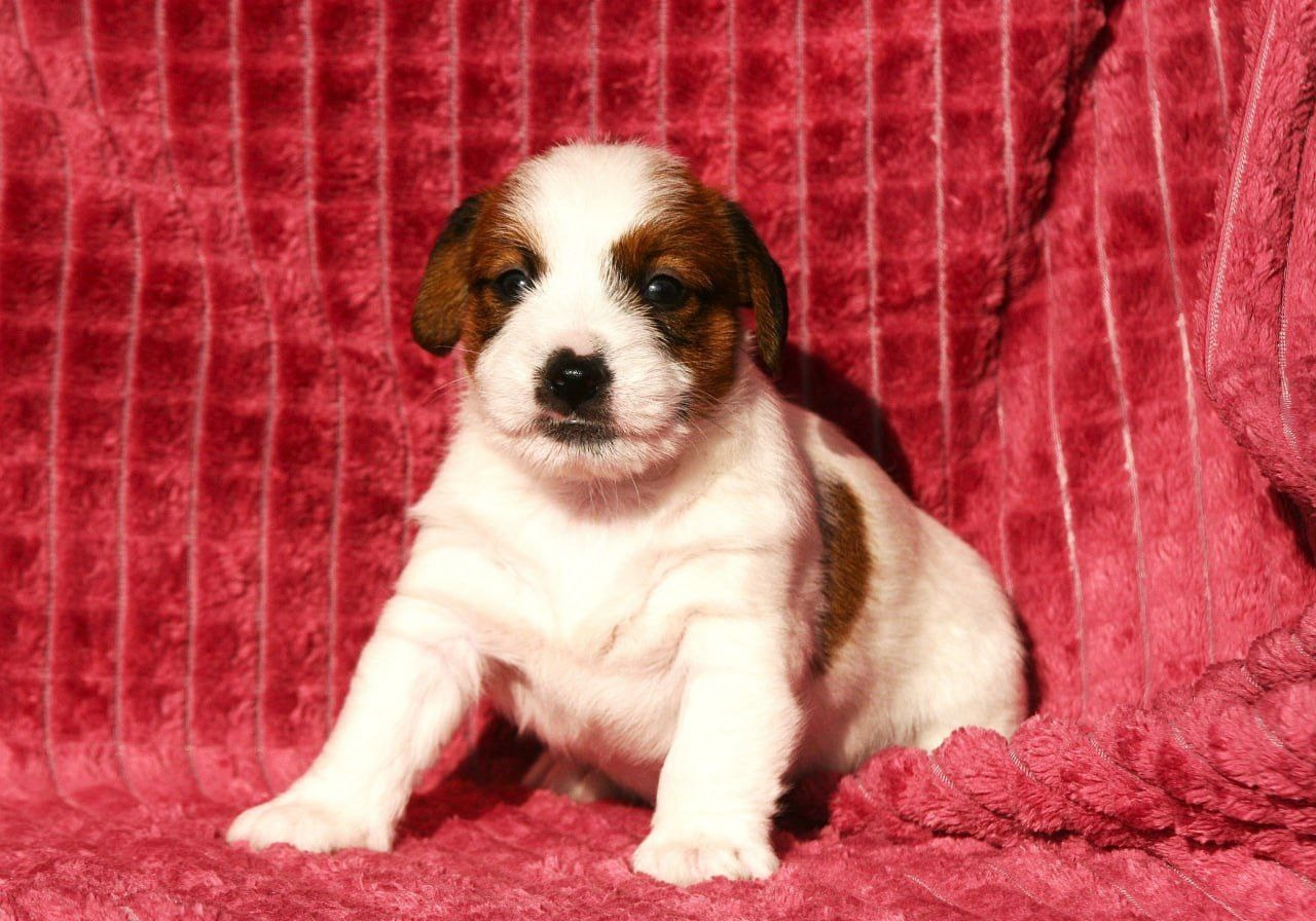 Кобель1. Lovely Orange kennel Jack Russell Terrier FCI/RKF