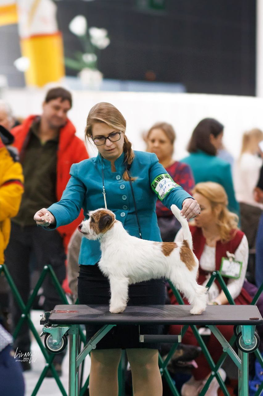 Lovely-Orange Katana. Lovely-Orange питомник джек рассел терьеров