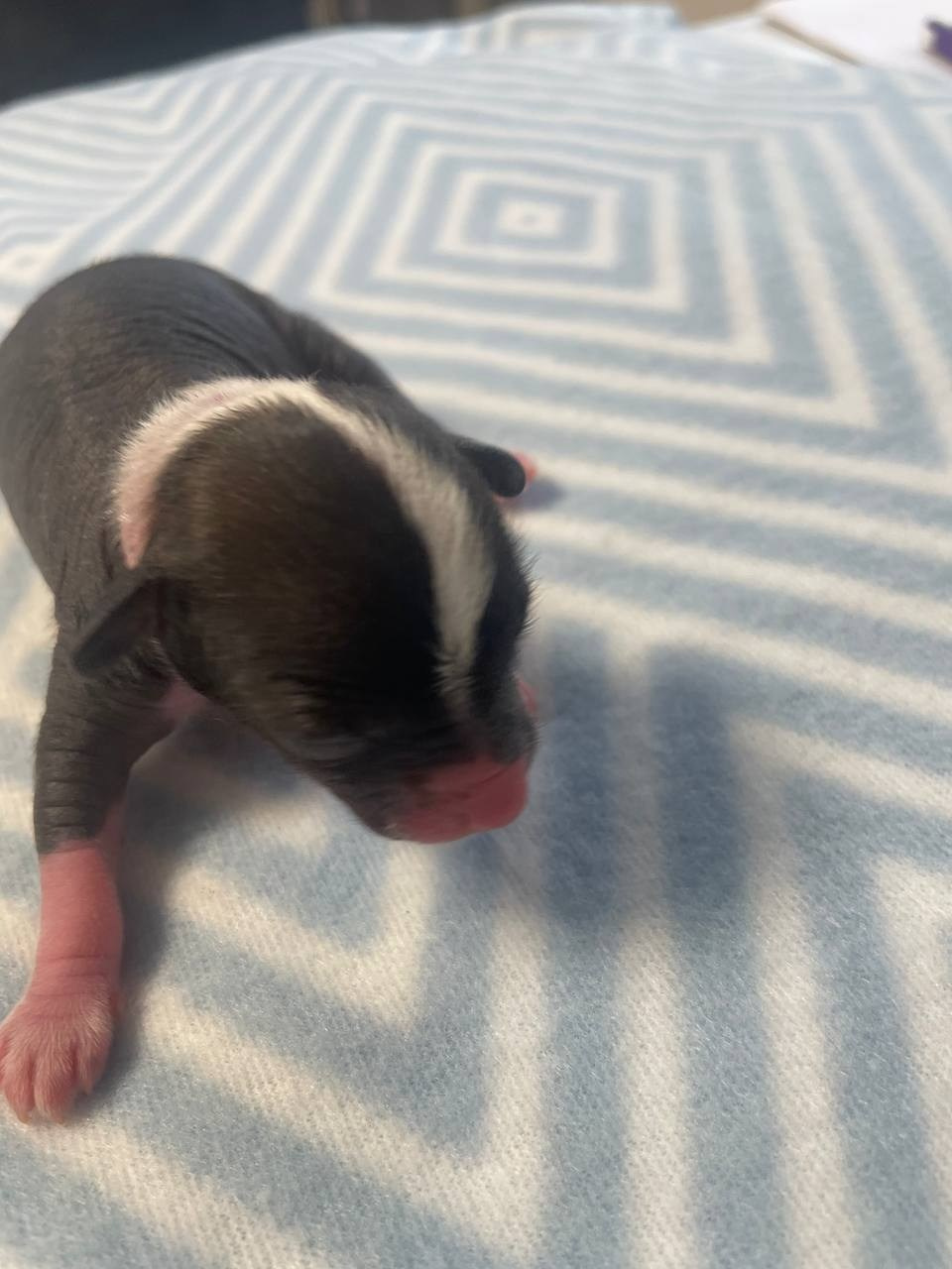 D2 День Рождения