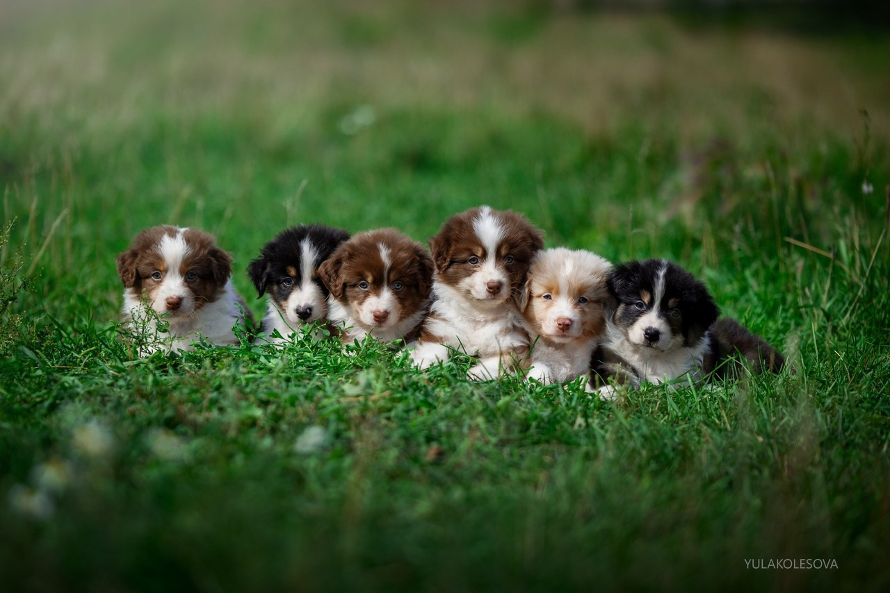 Отзывы. YULA KOLESOVA | Фотограф — Анималист | Художник | Тюмень