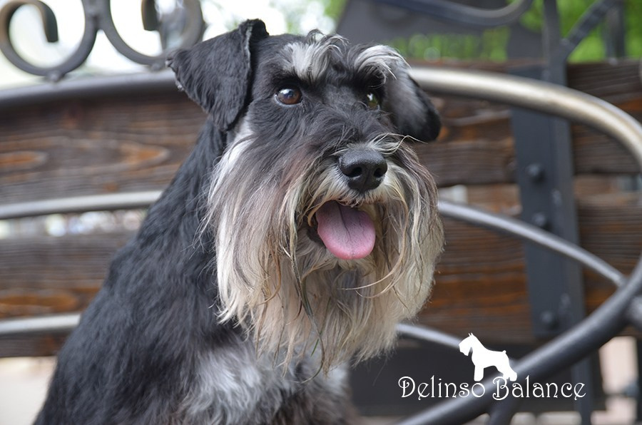 Дукат/Asson Ari Viko Etual. Питомник цвергшнауцеров в Беларуси «Делинсо Бэлэнс»