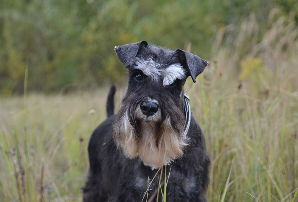 Питомник Делинсо Бэлэнс, щенки цвергшнауцера, купить щенка цвергшнауцера, питомник цвергшнауцеров, кобель цвергшнауцера для вязки, щенок цвергшнауцера, питомник цвергшнауцеров, черный с серебром, цверг, лучший питомник в беларуси, питомник цвергшнауцеров минск
