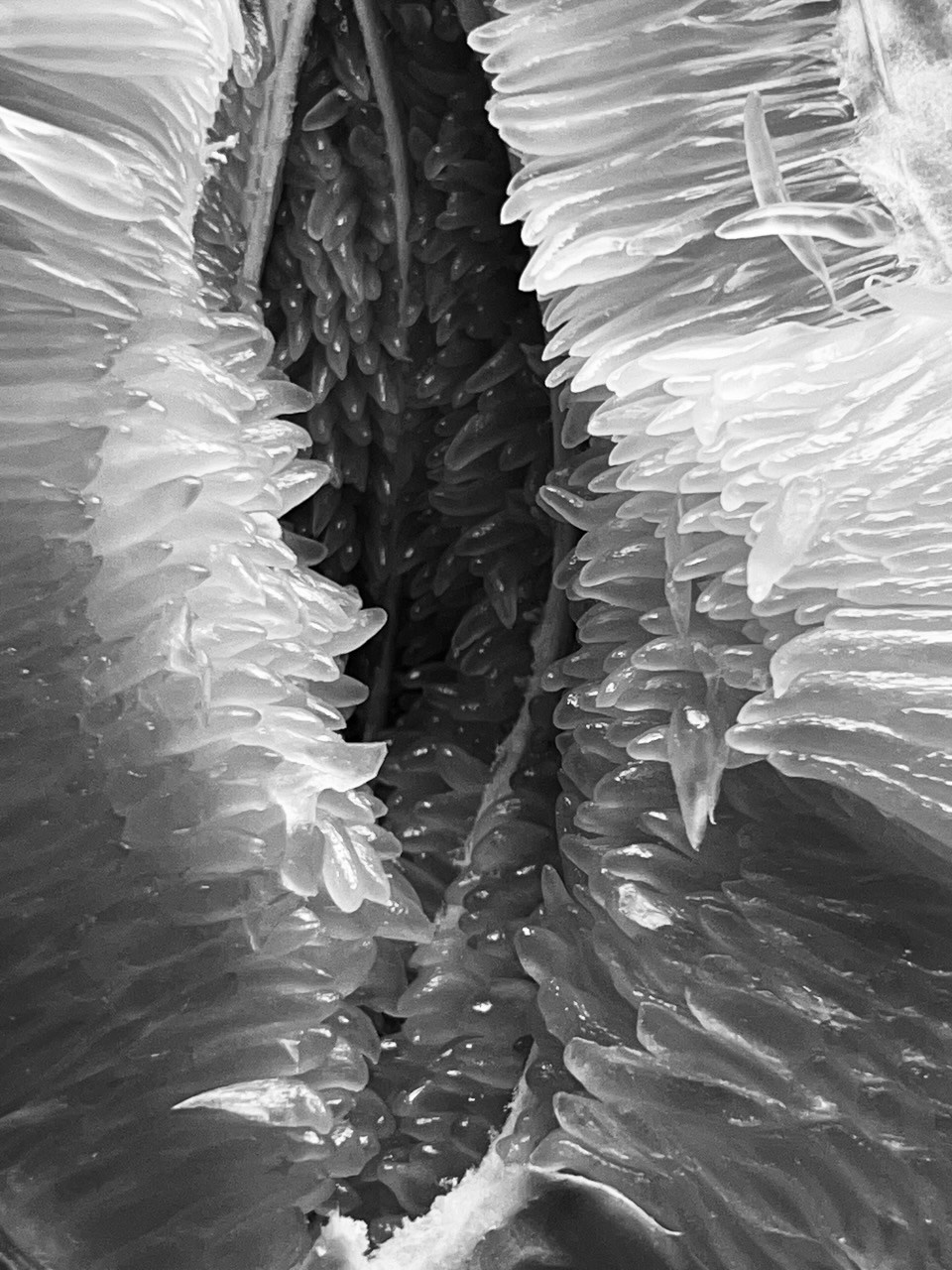 Mindful eating / Осознанное питание. Художник Катерина Копейкина / Artist Katerina Kopeikina