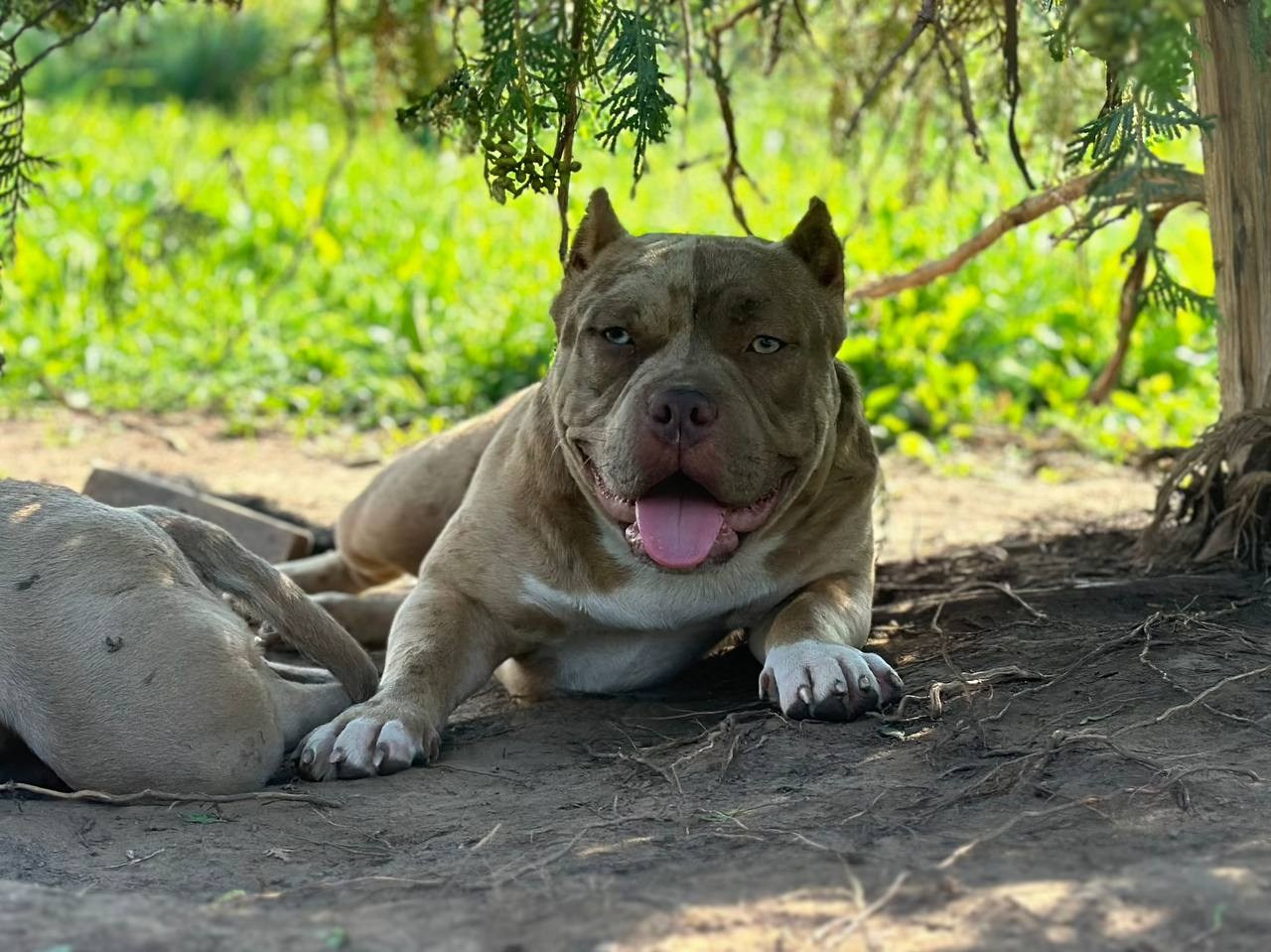 Sunshine Girl. Питомник американских булли Bounty Pride Bully