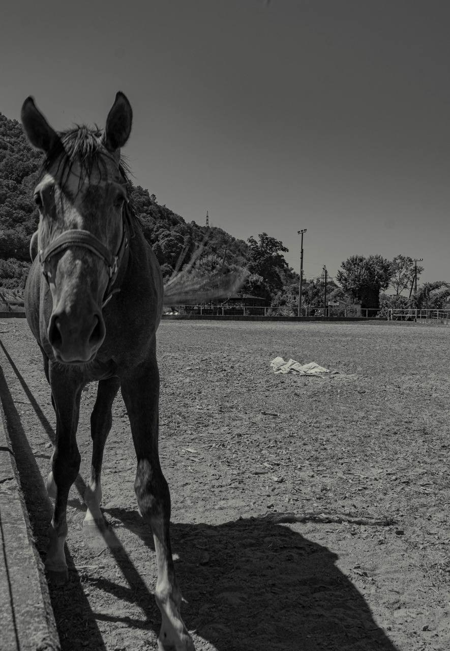 Фотосессия на конюшне в Сочи. Портфолио фотографа Анастасии Блохиной