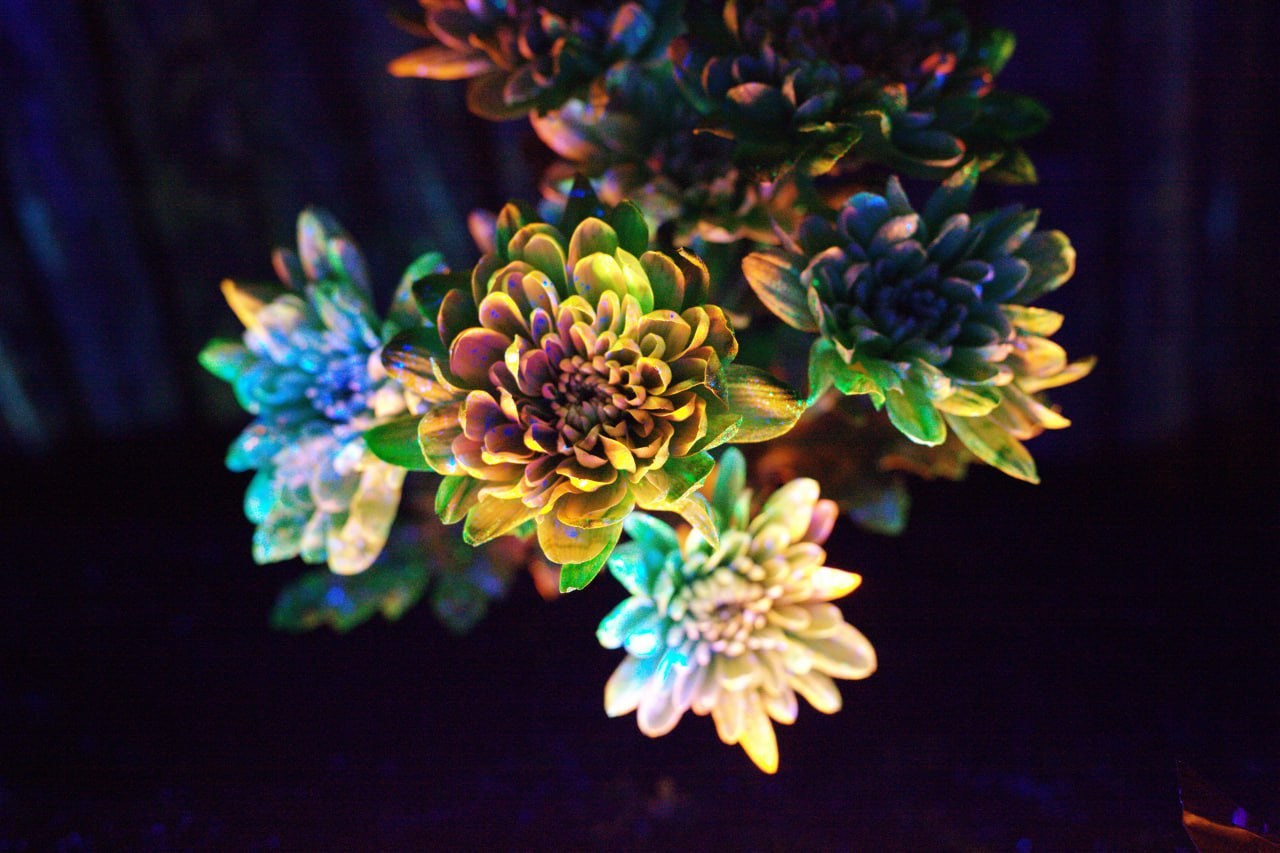 Светящиеся цветы | SVЕТЫ