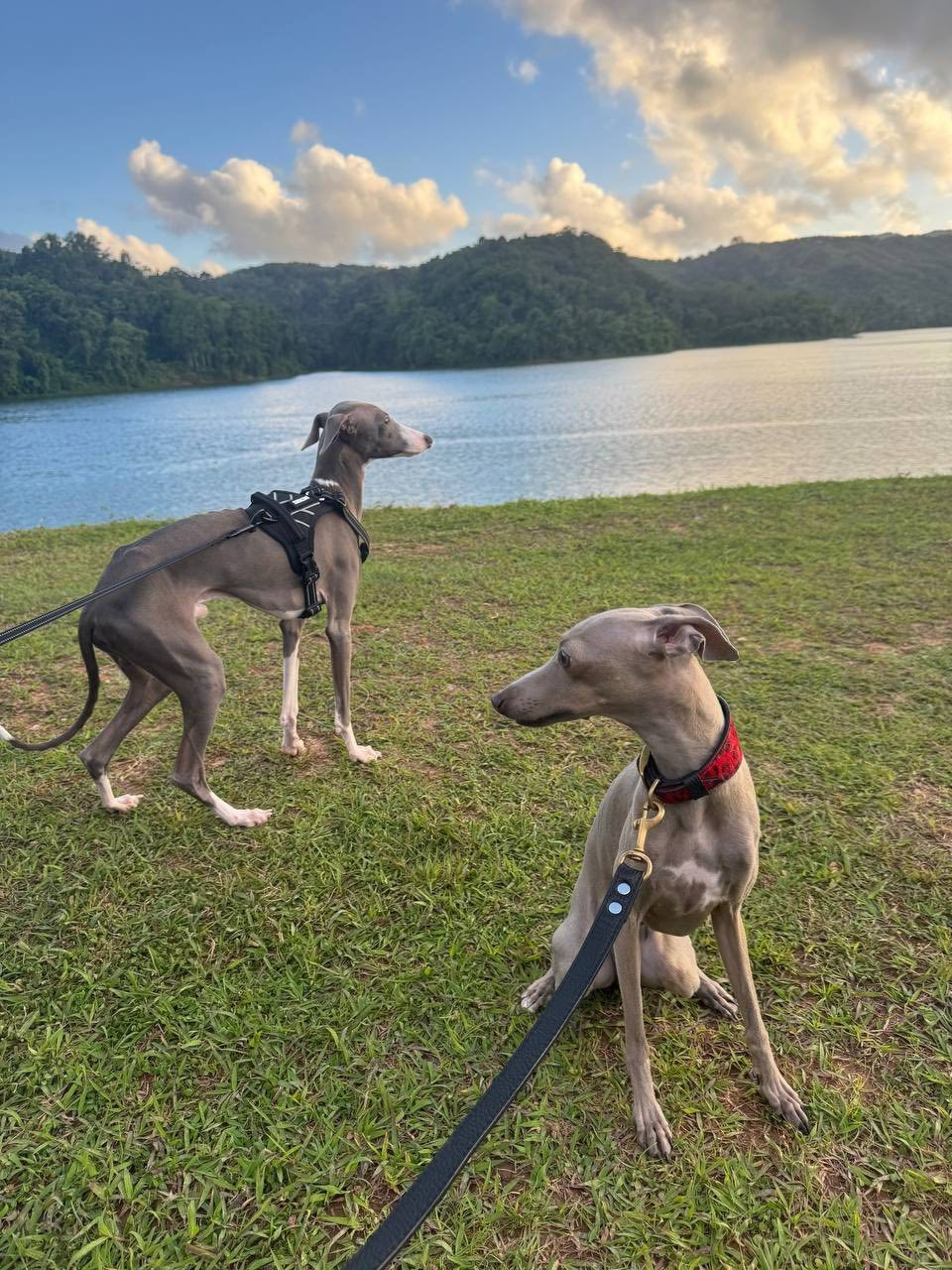 Профессиональный питомник левреток РКФ/FCI ASTI SAPPHIRE 💎 Сочи|Санкт-Петербург