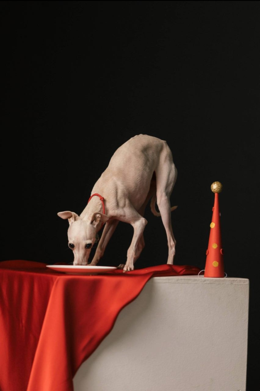 Празднуем дни Рождения. Профессиональный питомник левреток РКФ/FCI ASTI SAPPHIRE 💎 Сочи|Санкт-Петербург