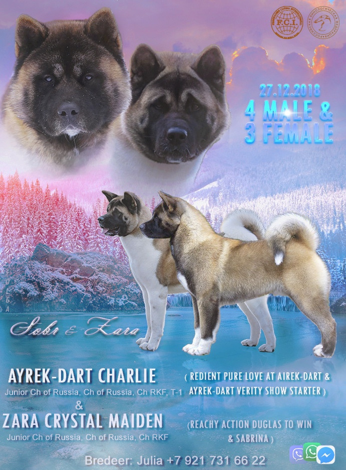 ПРЕЗЕНТАЦИИ. Фотограф-анималист Ольга Фомичева