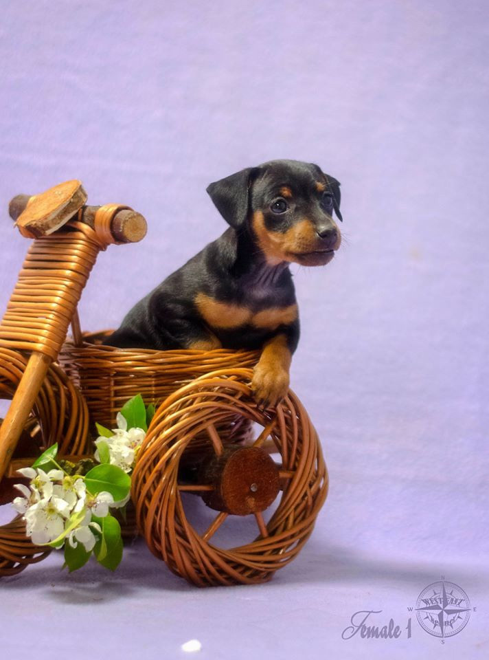 ФОТОСЪЕМКА ЩЕНКОВ И КОТЯТ. Фотограф-анималист Ольга Фомичева