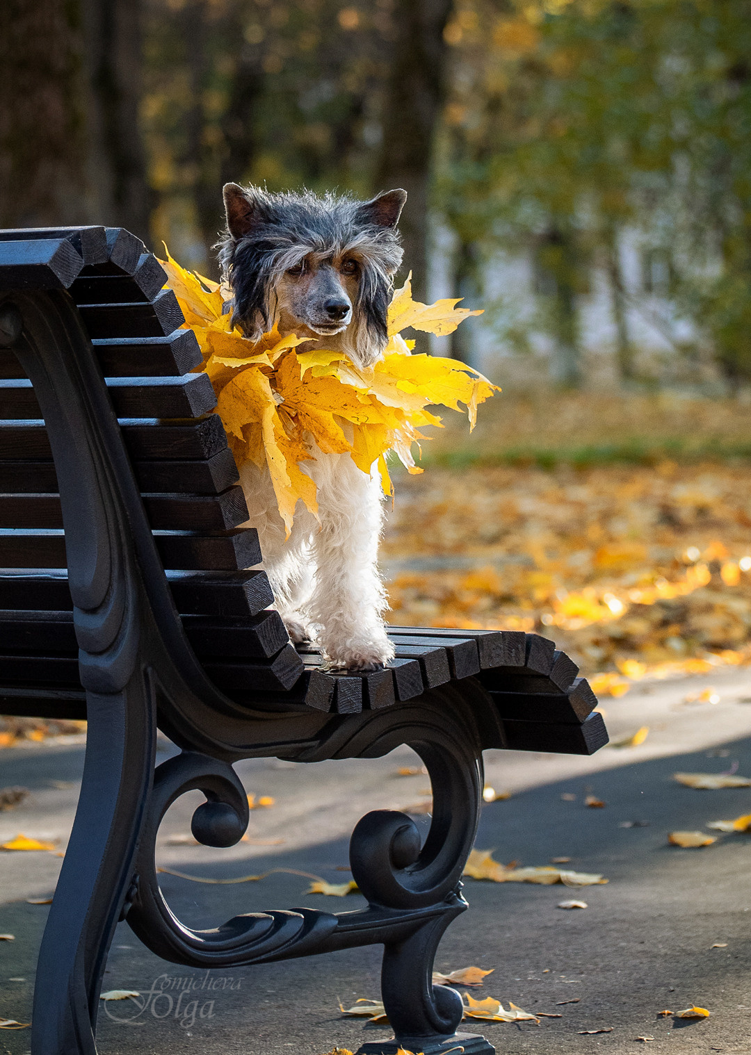ФОТО СОБАК НА ПРИРОДЕ, В ГОРОДЕ, НА ВЫСТАВКЕ. Фотограф-анималист Ольга Фомичева