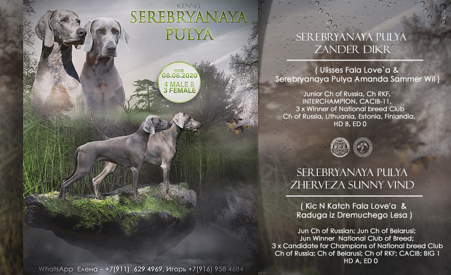 ПРЕЗЕНТАЦИИ. Фотограф-анималист Ольга Фомичева