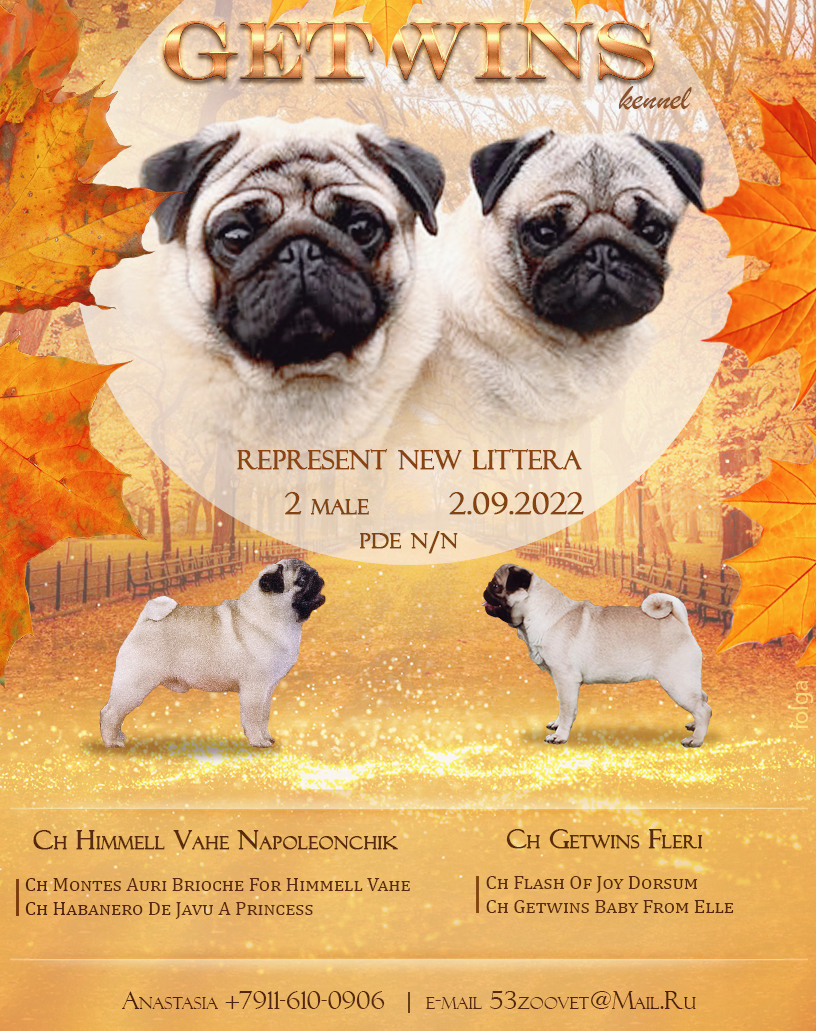 ПРЕЗЕНТАЦИИ. Фотограф-анималист Ольга Фомичева