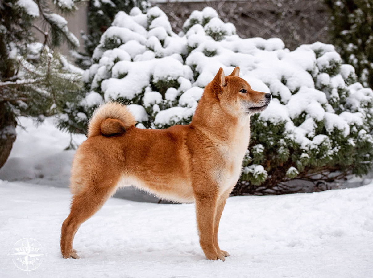 ФОТО СОБАК НА ПРИРОДЕ, В ГОРОДЕ, НА ВЫСТАВКЕ. Фотограф-анималист Ольга Фомичева