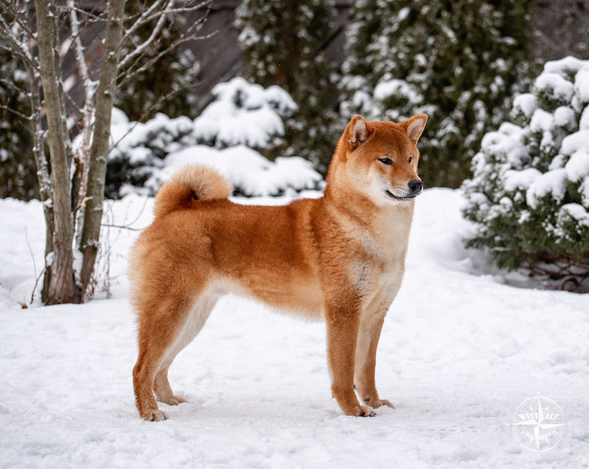 ФОТО СОБАК НА ПРИРОДЕ, В ГОРОДЕ, НА ВЫСТАВКЕ. Фотограф-анималист Ольга Фомичева