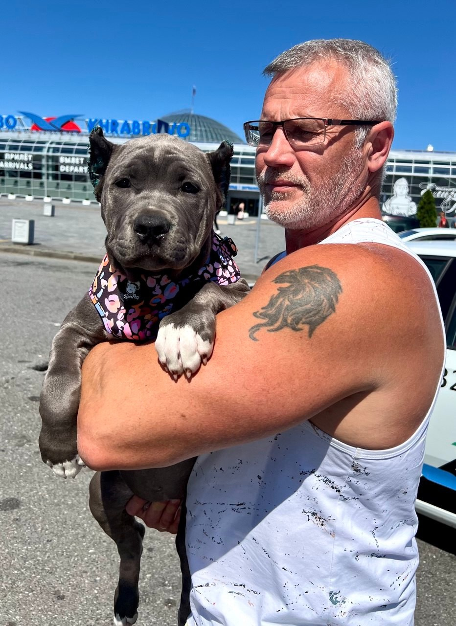 UPB’s Queenie & Zeus. 16.04.24. Американские булли XL в г. Калининград. Питомник Great Bully UNIVERSE