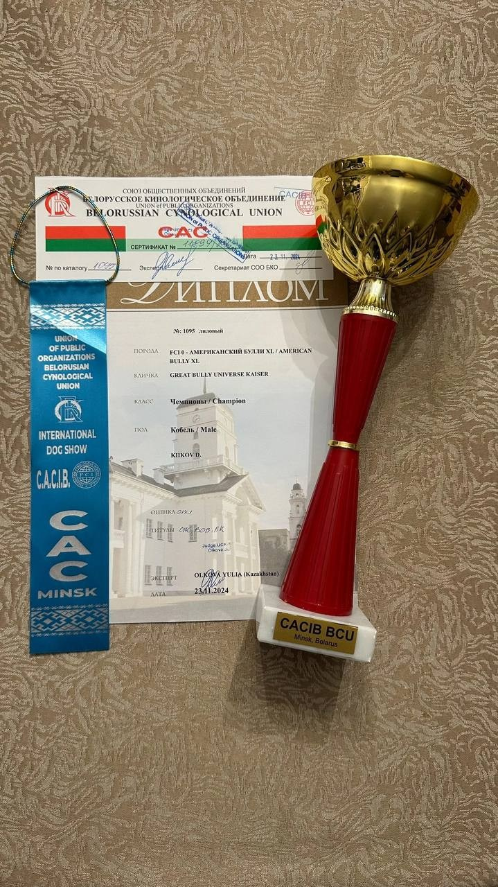 Участие в выставках. Американские булли XL в г. Калининград. Питомник Great Bully UNIVERSE