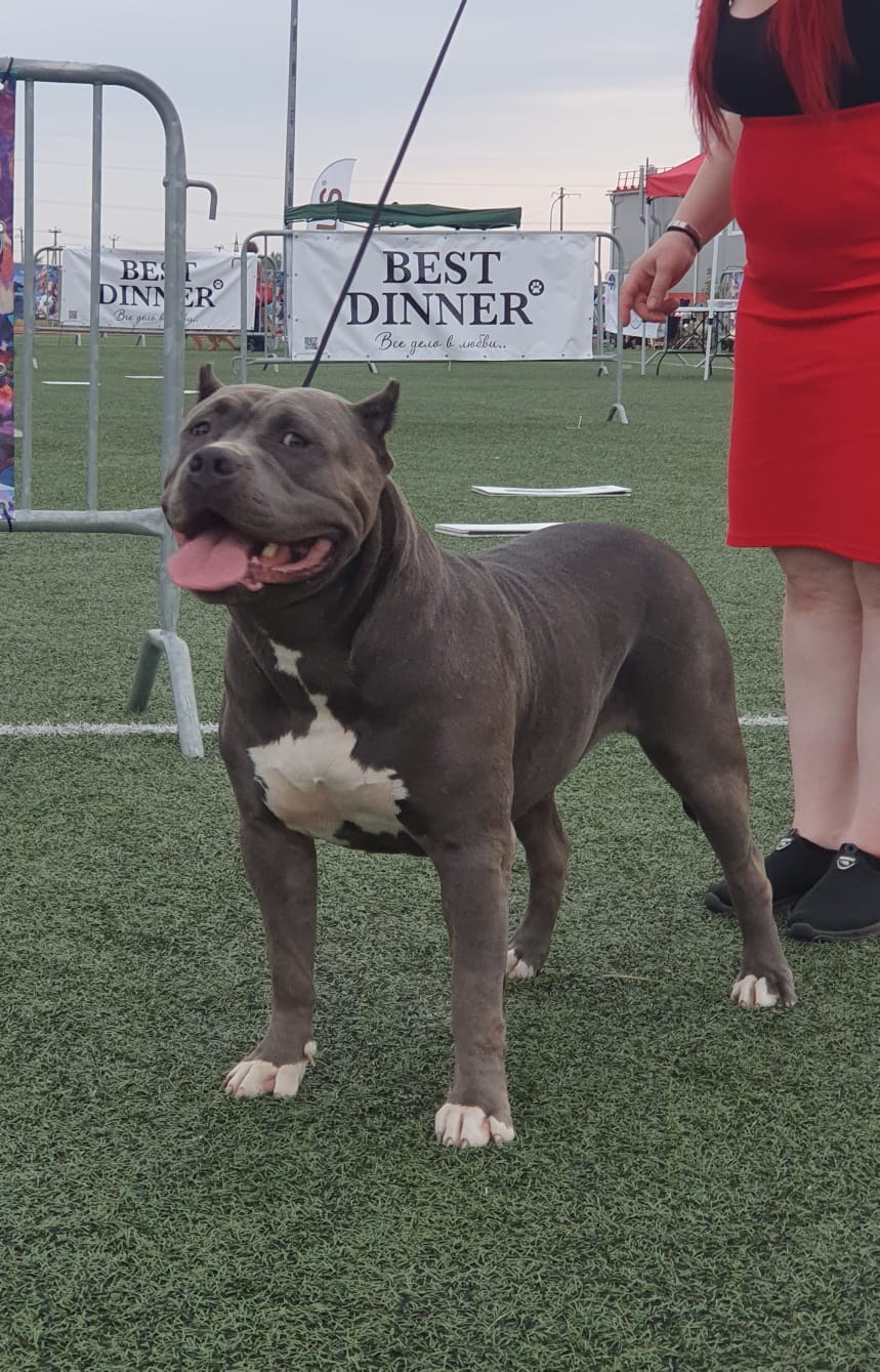 UPB’s Queenie & Zeus. 16.04.24. Американские булли XL в г. Калининград. Питомник Great Bully UNIVERSE