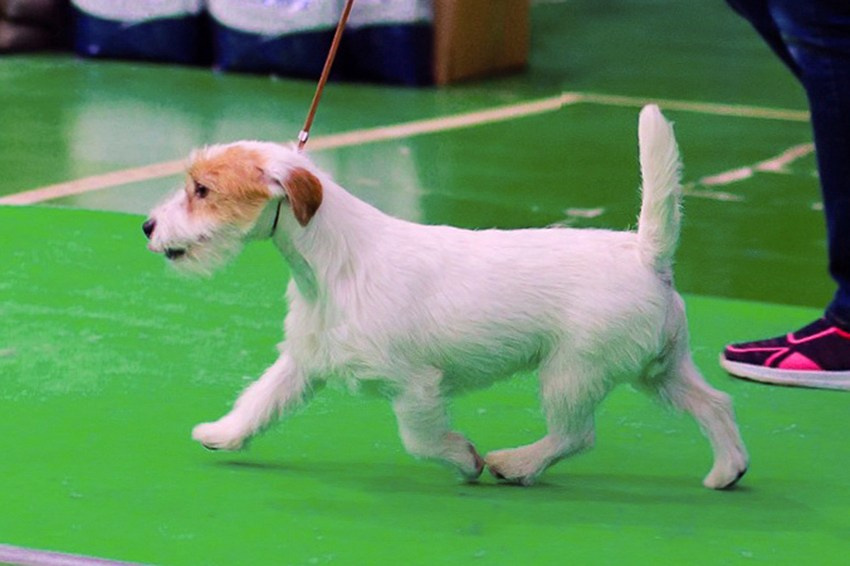 Lovely-Orange Millenium