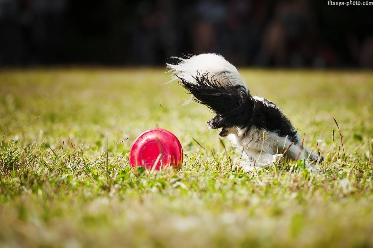Чемпионат России по дог-фризби (2018, перенос со старого сайта). Фотограф собак, фотограф-анималист Аня Титова (Titanya). Москва