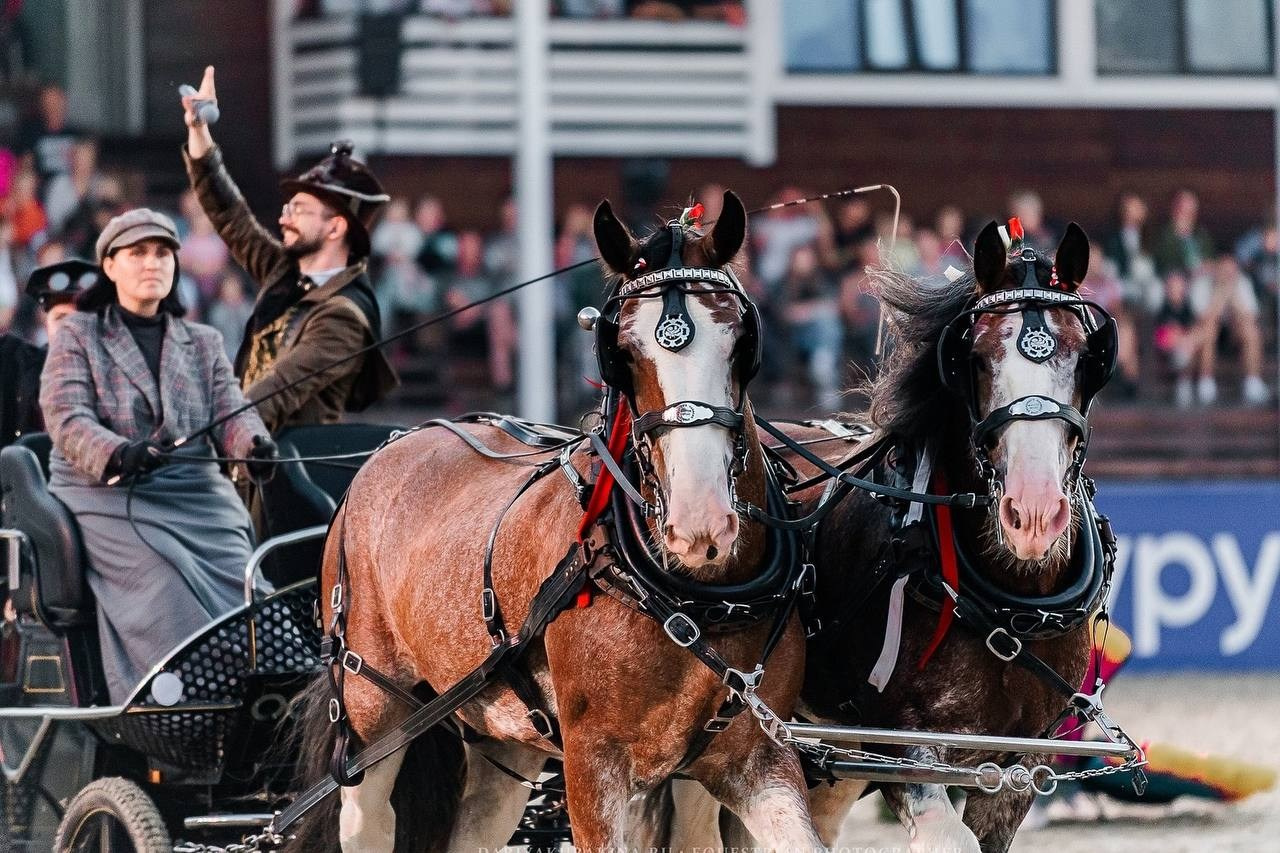 ИВАНОВО ПОЛЕ — 2024. Конный фотограф Куракина Дарья • Фотосессии с лошадьми