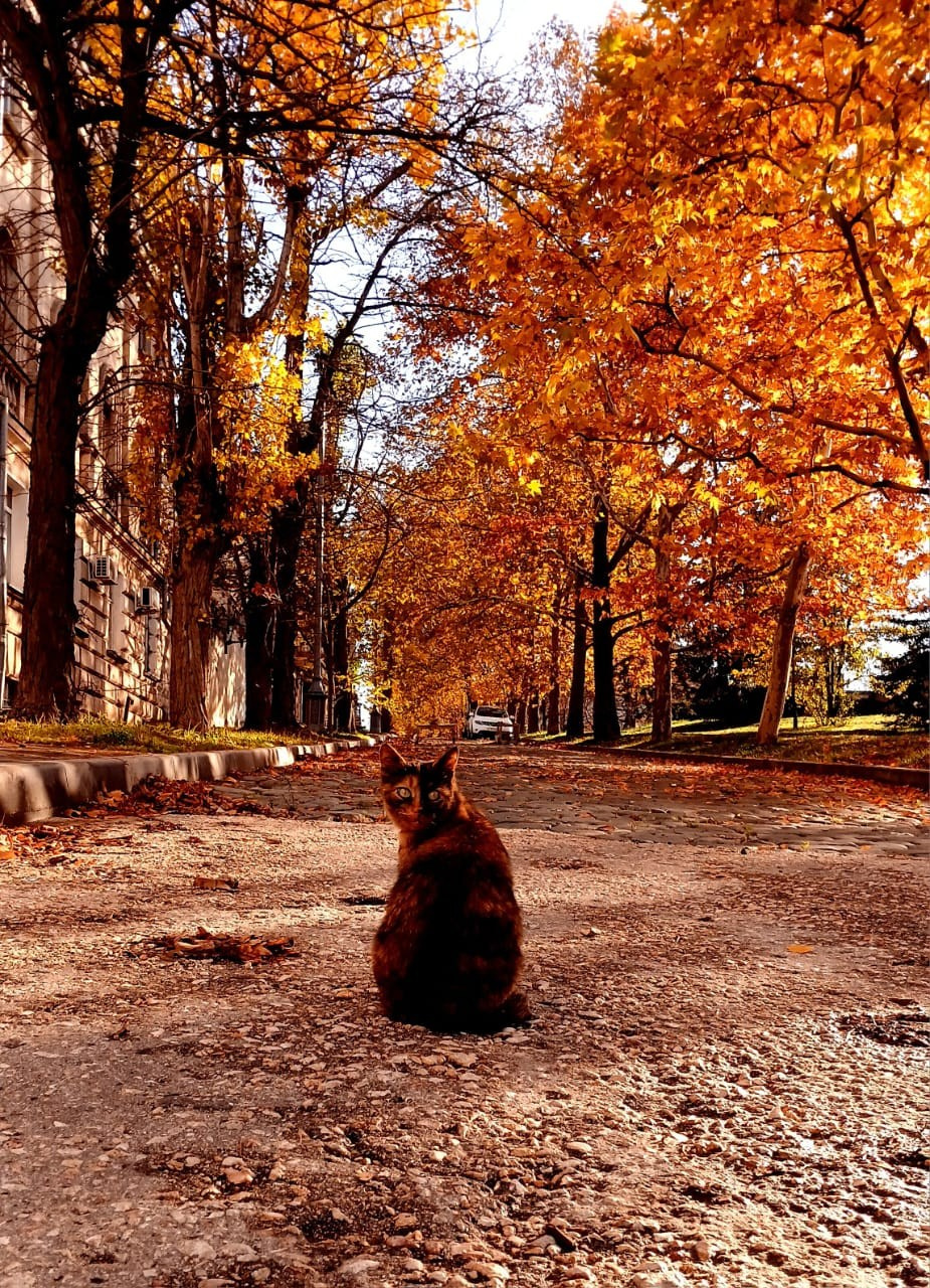 Севастопольские коты в объективе мобильного телефона. Фотограф Александр Лайкачев