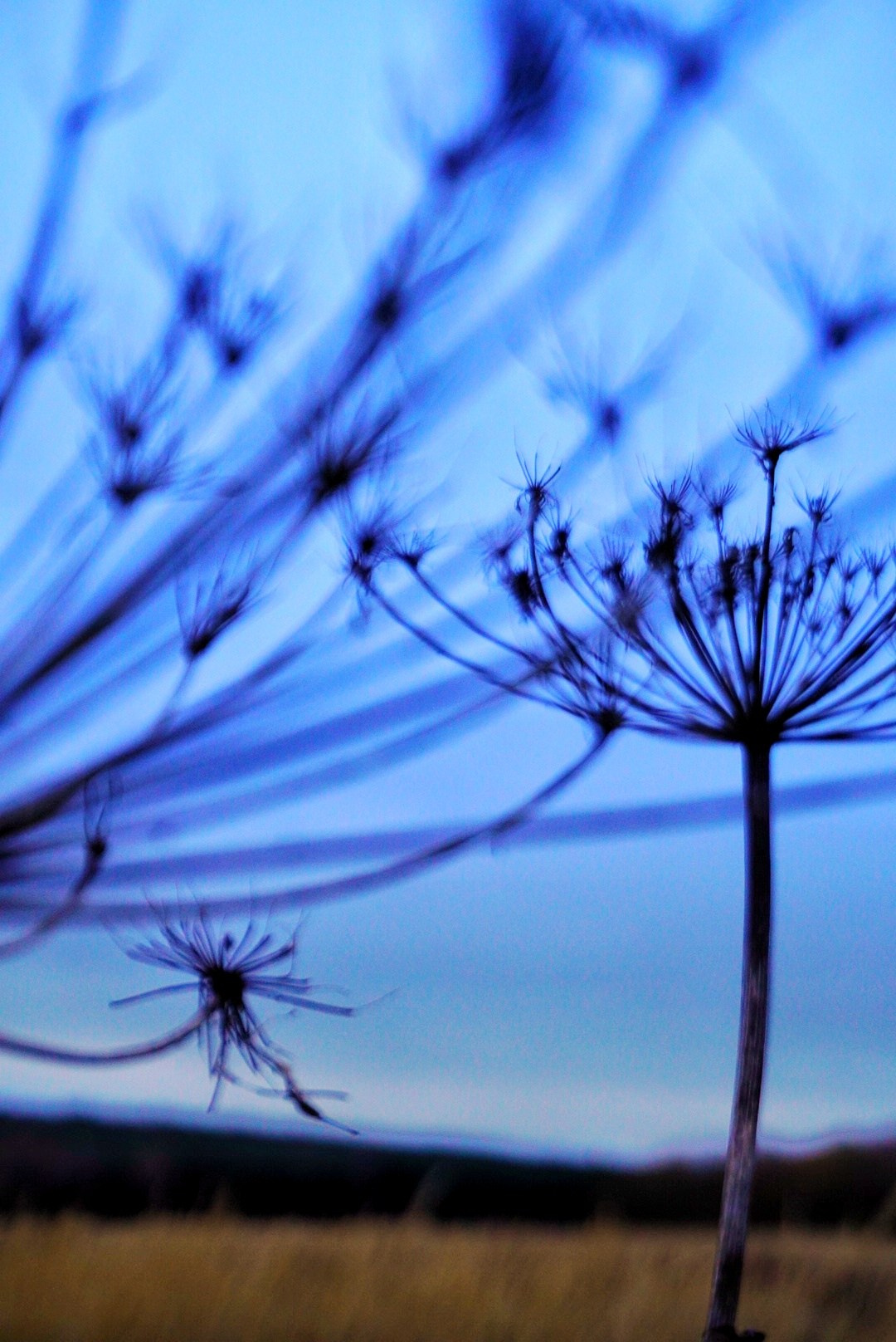 Природа. Настасья Проценко. Фотограф