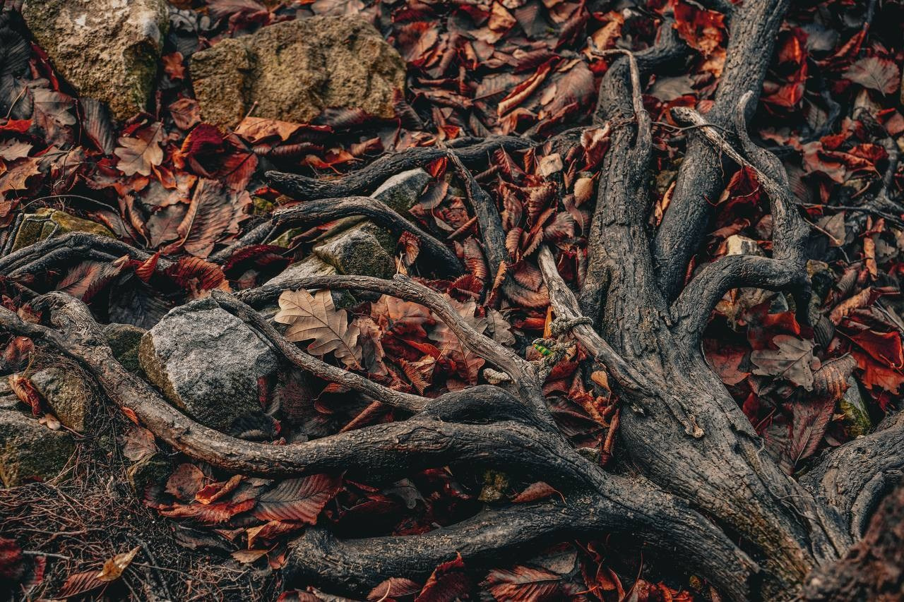 S8C портретный, уличный и арт фотограф, в Саратовской области и г. Балаково