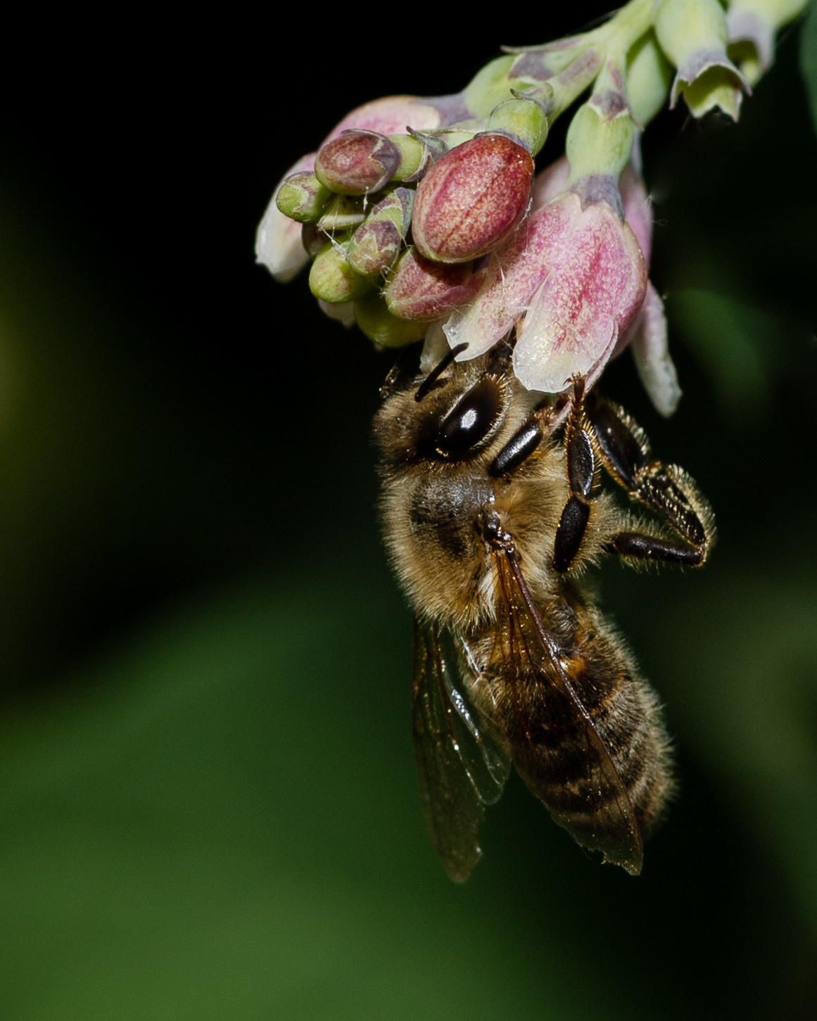 Мёд всему голова. Портретная и индивидуальная фотосъёмка в Граце и Тюмени