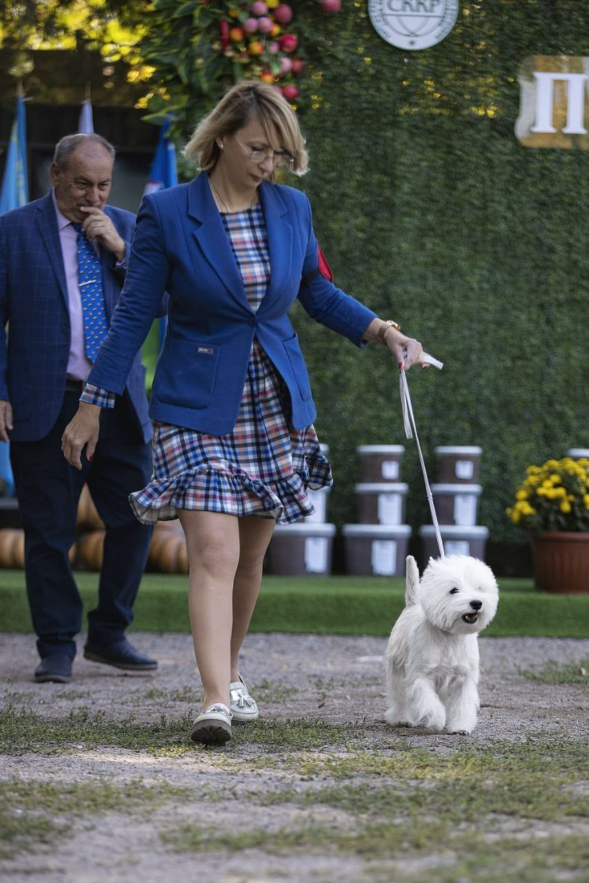 Три дня международных выставок в Бишкеке, Кыргызстан. Питомник собак породы вест хайленд вайт терьер в Москве