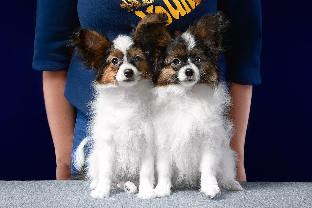 Фотосъемка животных