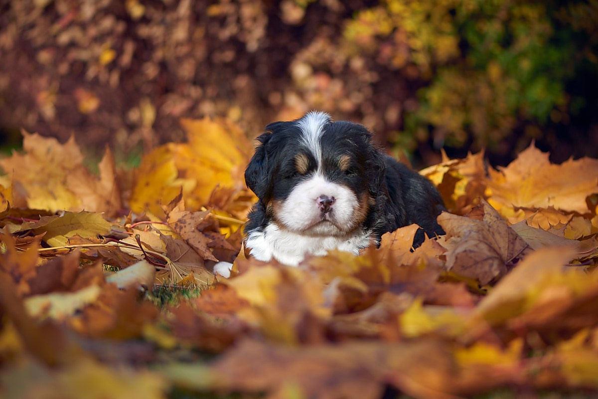 Фотосъемка животных