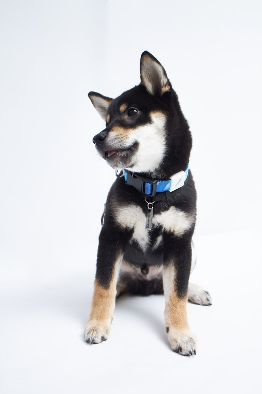 Фотосессия для сайта Ветеринарной клиники. Персональный и коммерческий фотограф в Тюмени Полина Лапардина