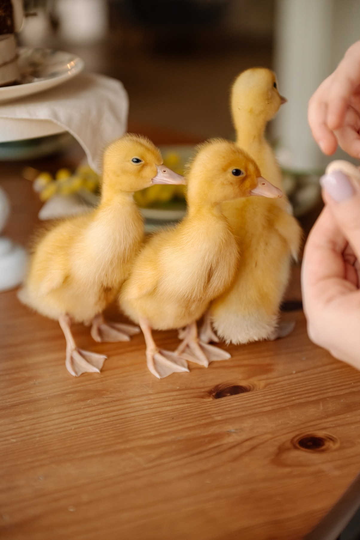 Семейная. Пасха с цыплятами. Свадебный и сеейный фотограф в Санкт-Петербурге Елена Худякова