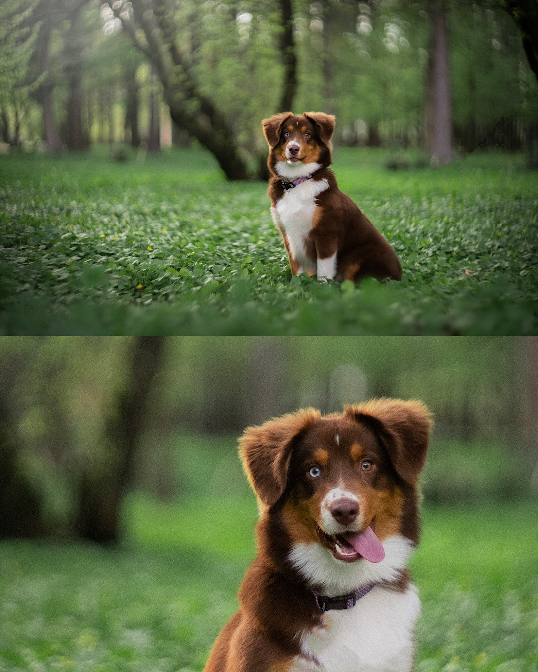 Мария и Брасс. Фотограф анималист в Москве и Санкт-Петербурге Свиридова Анна