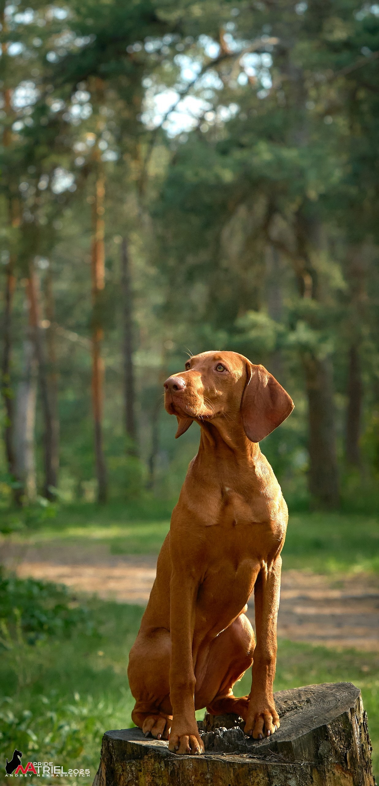 Выставка собак Суздаль-Владимир