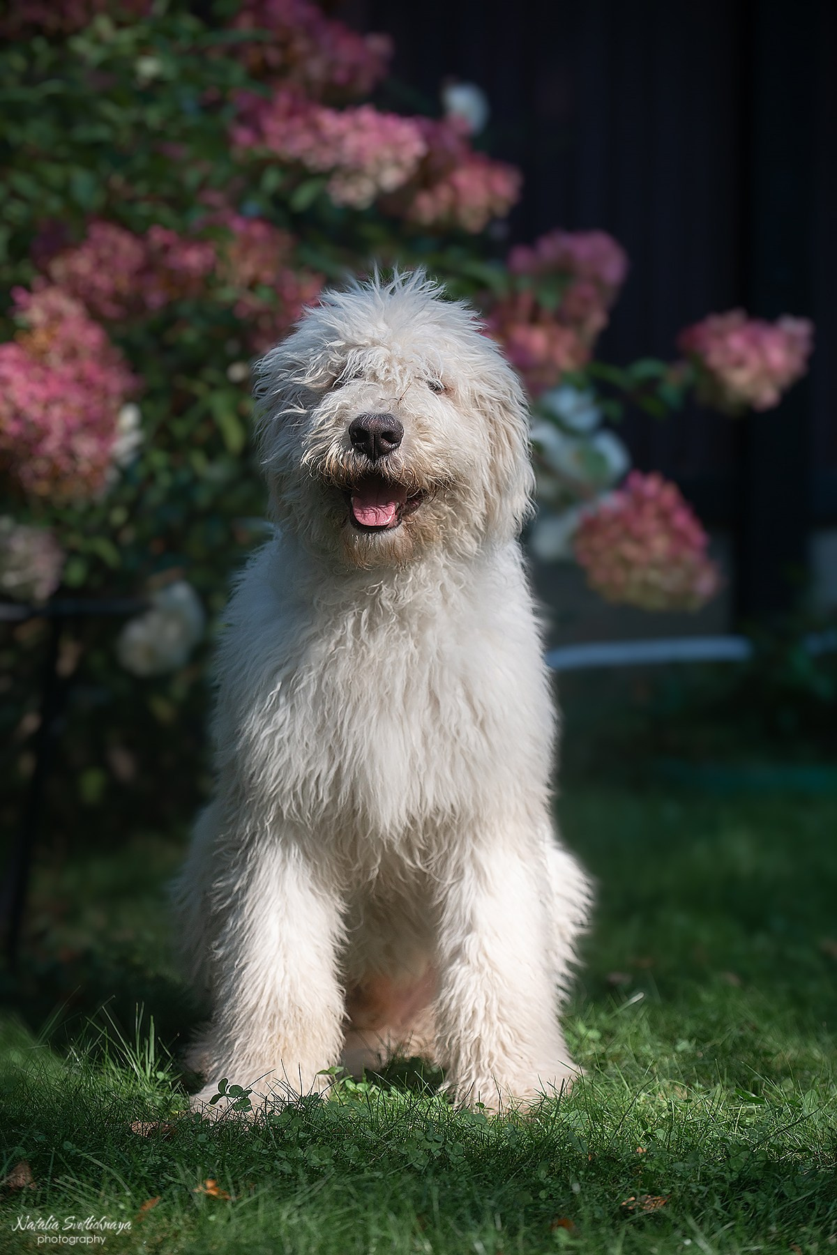 Комондор. Фотограф-анималист Наталья Светличная