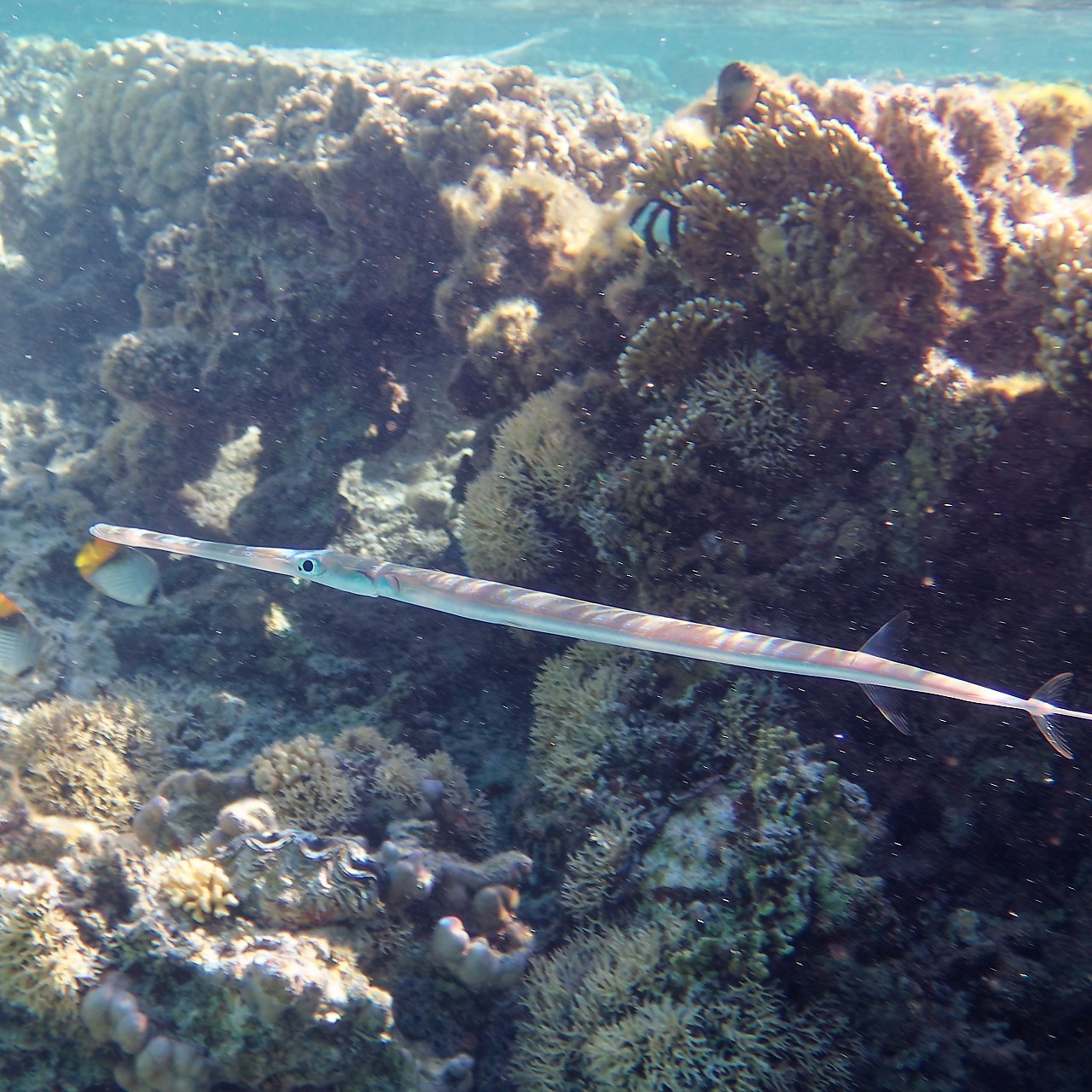 Мне посмотреть. Рыбов показываю