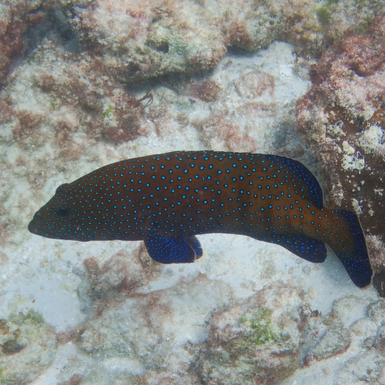 Мне посмотреть. Рыбов показываю