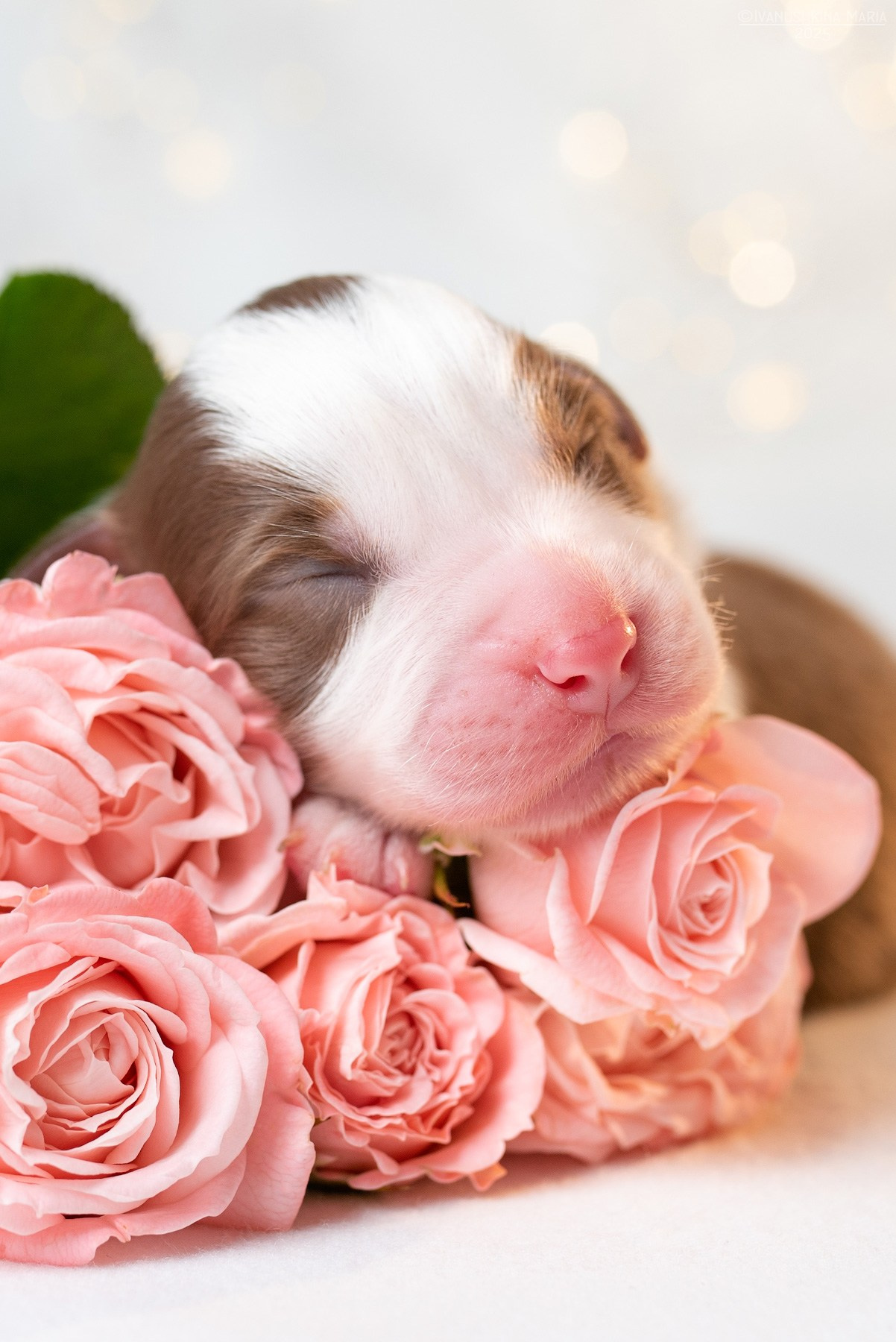 Ньюборн фотосессия щенков. Фотограф собак в Москве и Московской области Иванушкина Мария